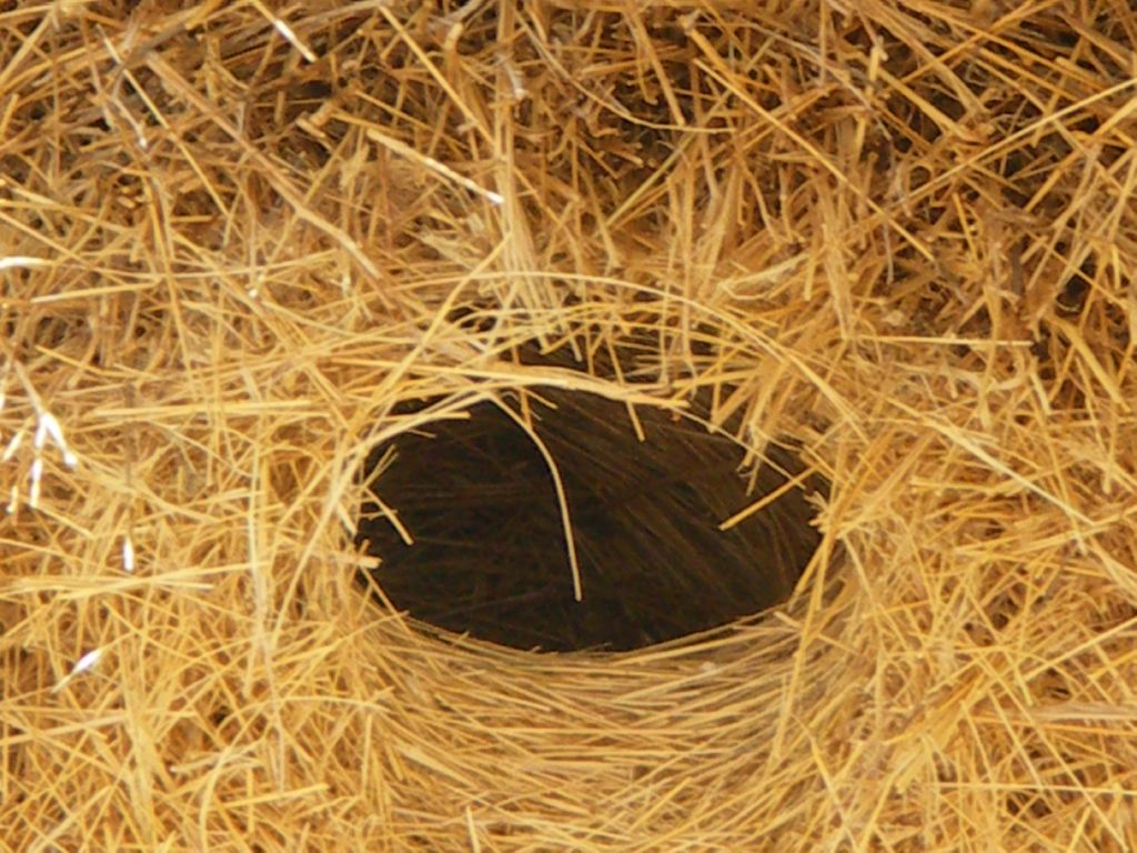 webervoege